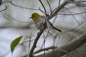 Yellow-headed Warbler on a branch - Cuba 