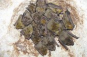 Cuban fig-eating bats on rock - Cuba