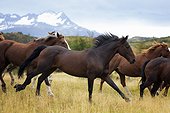 Wild horses - Torres del Paine National Park Patagonia Chile