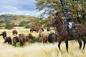 Gaucho on his horse watching wild horses - Patagonia Chile