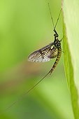 Mayfly male on leaf - Doller valley  Alsace  France 