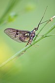 Mayfly male on leaf - Doller valley  Alsace  France 