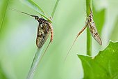 Mayfly male and female - Doller valley  Alsace  France 