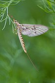 Mayfly female on leaf - Doller valley  Alsace  France 