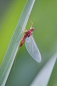 Mayfly on a rod - Valley Dessoubre France 