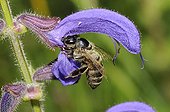 Honeybee on Meadow Clary - Vosges France