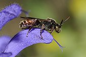 Cuckoo bee on a Meadow Clary flower - Vosges France