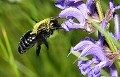 Carpenter Bee on Meadow Clary flowers - Vosges France 
