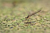 Female Elegant Damselfly on duckweed - France 