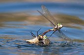 Lesser Emperor mating in water - Verdon France  ; projected into the water by another male mating wishing