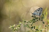 Half-mourning on twig at dawn- France 