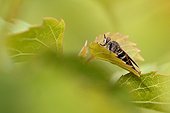 Common Awl Robberfly on a leaf - France