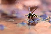 European Paper Wasp on bank - Lake Salagou France