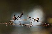 Couple of Conehead mantis larva on stem - France  ; Meeting of two larvae of the opposite sex, the male right (with bipectinées antennas) and the female left.