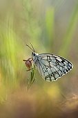 Marbled White on flower - France 