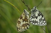Marbled White mating - Vosges France 