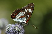 Southern White Admiral on a flower - Vosges France 