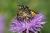 European Beewolf capturing a honeybee - Vosges France 