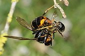 Asian predatory hornet biting a Honeybee - France 