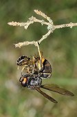 Asian predatory hornet biting a Honeybee - France 