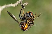 Asian predatory hornet eating a Honeybee - France 