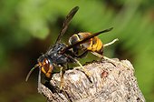 Asian predatory hornet posing - France 