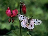 Apollo on Purple Turk's Cap Lily - Sixt  Fer-à-Cheval Alpes 
