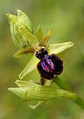 Blackish Ophrys flower in spring - Lazio Italy