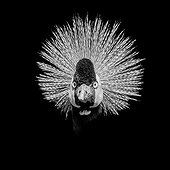 Portrait of Crowned Crane - Zoo Clères France 
