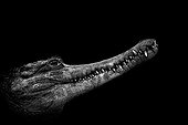 African Slender-snouted Crocodile - Biotropica France