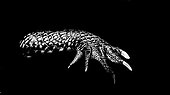 African Slender-snouted Crocodile paw - Biotropica France