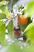 Oranges on the tree - Fez Morocco