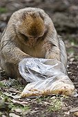 Barbary Macaque eating in a bag - Morocco ; Plastic bag left by walkers