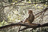 Young Barbary Macaque on branch Cedar - Morocco