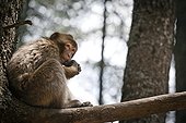 Young Barbary Macaque on branch Cedar - Morocco
