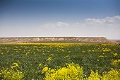 Landscape of the Middle Atlas - Morocco