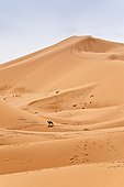 Dromedary in a sand dune - Morocco