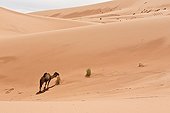 Dromedary eating in a sand dune - Morocco