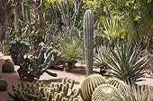 Composition Cactus - Jardin Majorelle Marrakech Morocco