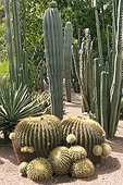 Composition Cactus - Jardin Majorelle Marrakech Morocco