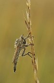 Robber Fly on the cob and Dew - Lorraine France