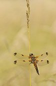 Four-spotted Skimmer on a Grass - Lorraine France  ; National Hunting Reserve and Wildlife Lake Madine and Pond Panne 