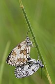 Marbled white mating on a rod - Aquitaine France 