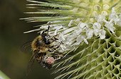 Honeybee on Teasel flower - PNR Northern Vosges France 