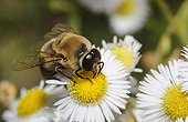 Male Honeybee on flower Aster - Vosges France 