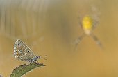 Adonis Blue on leaf and Wasp Spider - Lorraine France ; Prairie Pontances  Valley Esch