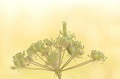 Praying mantis with malformed wing on Umbel - France ; Lawn Pontances Valley Esch