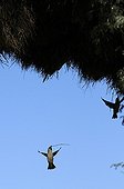 Sociable Weaver building nest - Kalahari desert