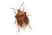 Red Shield Bug on white background 