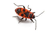 Fire Bug on white background